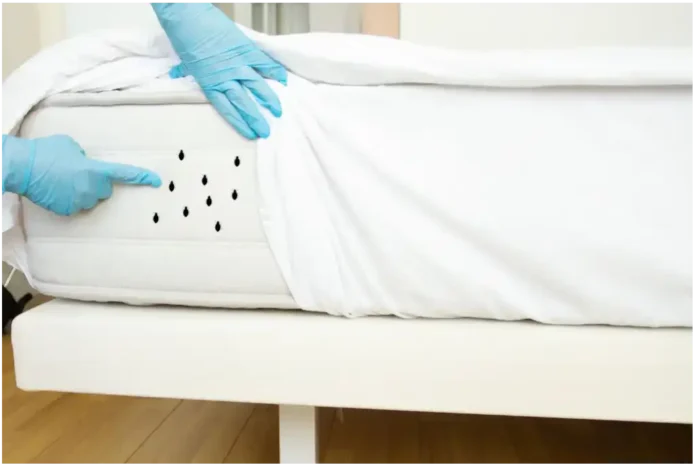 blog acaros 6 Cómo eliminar los ácaros en casa: guía completa y fácil